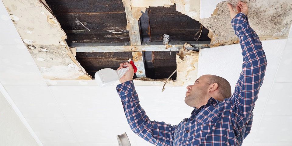 Insurance cover for mould